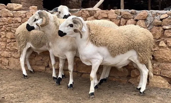 “التضخم وكلفة الإنتاج” وراء موجة ارتفاع أسعار الأضاحي