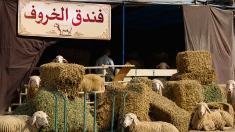 من “فندق الخروف” إلى الفحم والتوابل.. مهن مؤقتة تنعش جيوب الشباب قبل عيد الأضحى