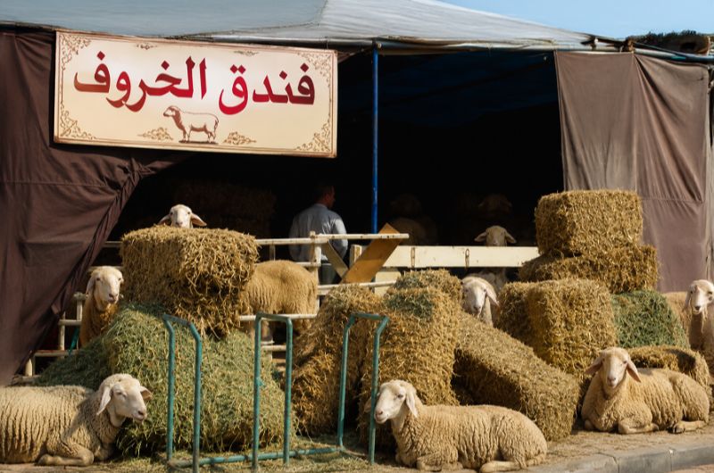من “فندق الخروف” إلى الفحم والتوابل.. مهن مؤقتة تنعش جيوب الشباب قبل عيد الأضحى