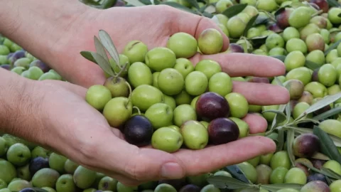 جهة مراكش آسفي الأولى في جودة زيت الزيتون