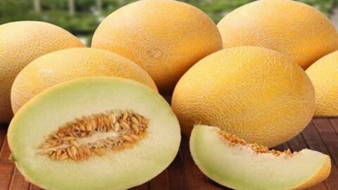 رغم التقييد.. صادرات البطيخ الأصفر ترتفع خلال 2023