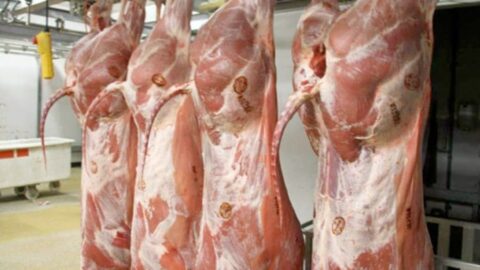 شكاية تكشف غياب مراقبة الذبائح بإحدى المجازر التابعة لإقليم تارودانت