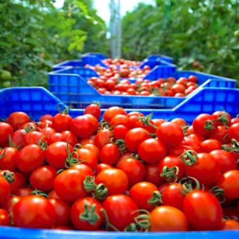 750 درهم للطن.. الحكومة تخصص دعما لمصدري الطماطم خارج الأسواق التقليدية