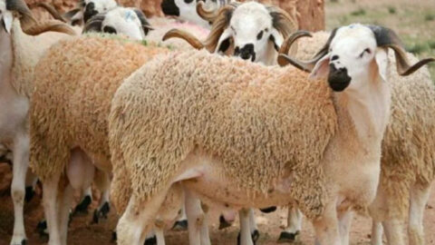 لمواجهة الأزمة.. البواري: المغرب استورد مليون رأس من المواشي واللحوم المستوردة تخضع لمراقبة صارمة