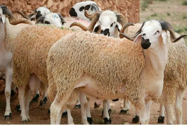 لمواجهة الأزمة.. البواري: المغرب استورد مليون رأس من المواشي واللحوم المستوردة تخضع لمراقبة صارمة