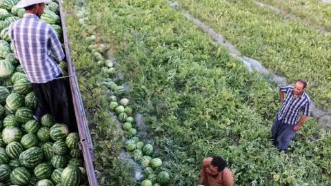 بفضل مساعدة الفلاحين المغاربة..البطيخ الموريتاني فى المرتبة الخامسة عربيا