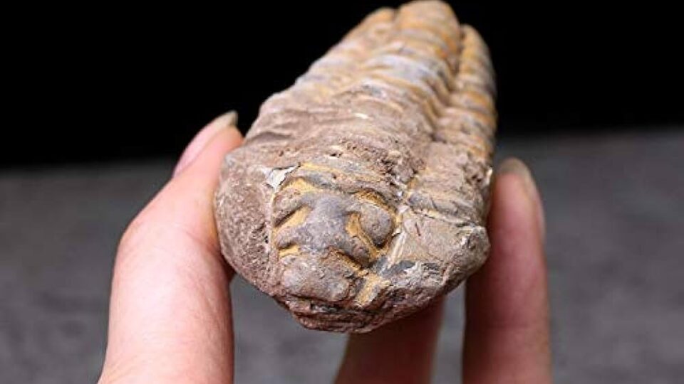 لأول مرة.. باحثون مغاربة يتمكنون من توصيف مستحاثات ثلاثية الفصوص