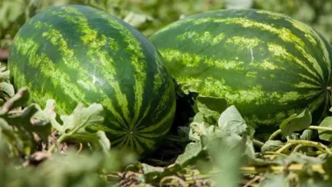 مزارعو البطيخ الأحمر يشتكون ضعف الإنتاج وتراجع الجودة