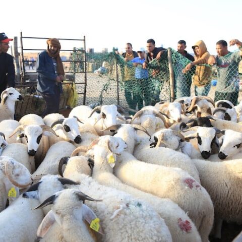 جدل حول أسعار أضاحي.. تحذيرات من “نشر الرعب” ومربّي ماشية: الوقت ما يزال مبكراً