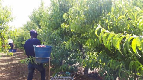بالتجويع والعمل لساعات طويلة وعقود بالملايين.. شبكة إسبانية تستغل العمال المغاربة