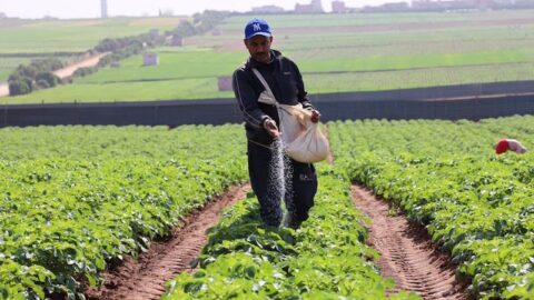 خبير: التساقطات الأخيرة تحيي الآمال في موسم فلاحي أفضل من السابق