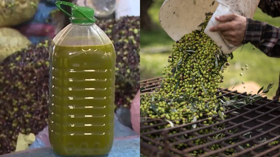 بايتاس: صادرات المغرب من زيت الزيتون لا تتجاوز 8 آلاف طن