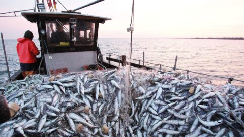 انخفاض مفرغات الصيد الساحلي والتقليدي بميناء بوجدور بنسبة 19%