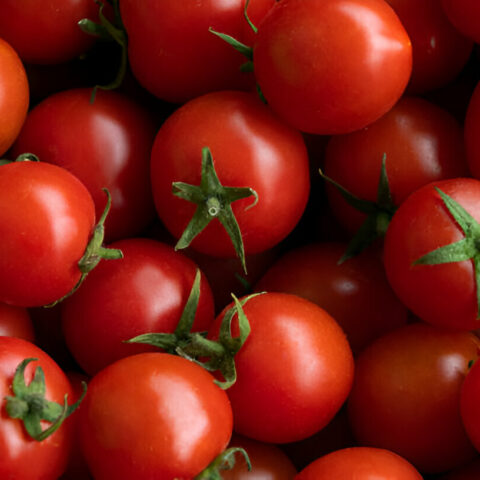 تعليق تصدير الطماطم نحو إفريقيا يثير توتراً بين المهنيين ووزارة الفلاحة