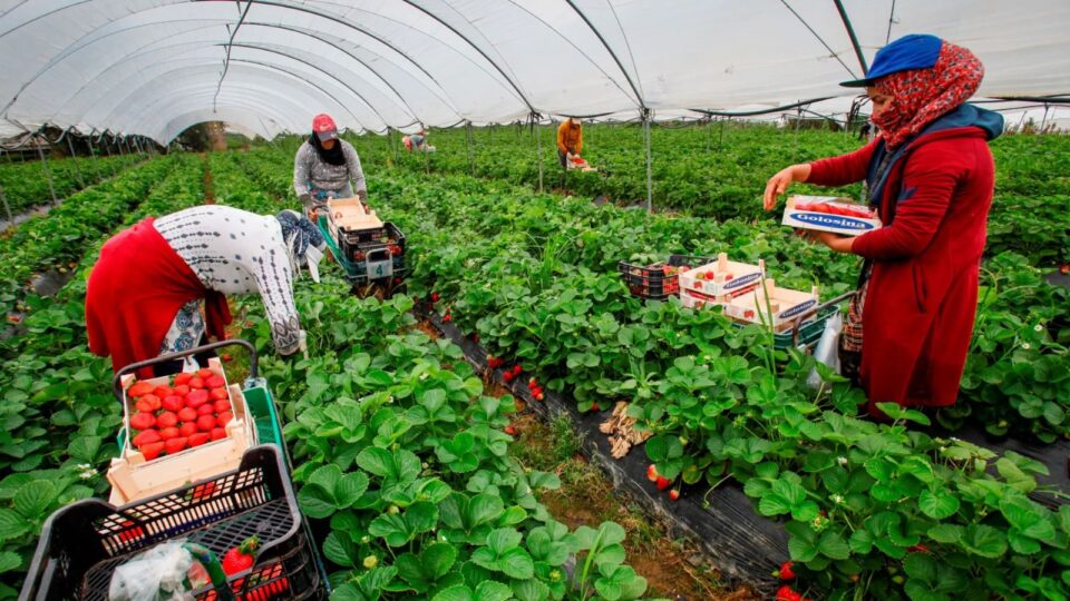 فرنسا توفر فرص عمل موسمية للعمال المغاربة برواتب تصل إلى 20 ألف درهم