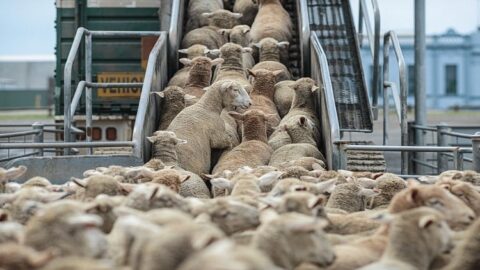 المغرب ينفق 5.57 مليار درهم على استيراد الماشية  دون تأثير على انخفاض الأسعار
