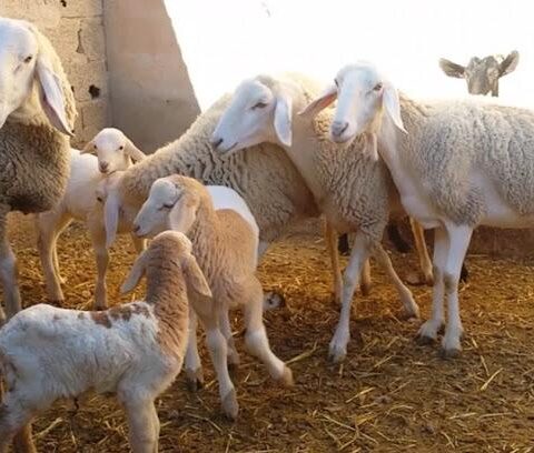 وزارة الفلاحة تطلق عملية مراقبة إناث الماشية بهدف صرف الشطر الثاني من الدعم