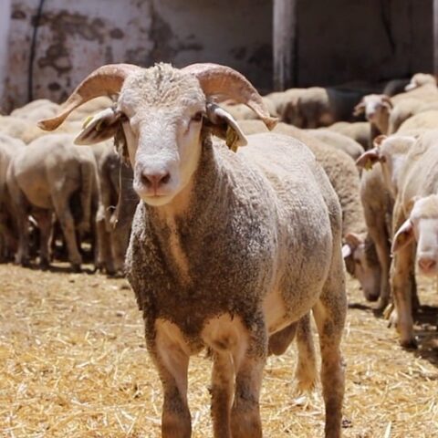 “اختلالات” في دعم مربي الماشية.. مهني: اقتطاعات غير مبررة وغموض في المعايير