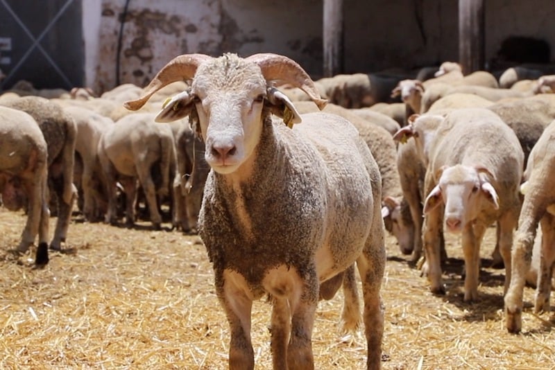 المزارعون الإسبان يشتكون تضررهم من إلغاء ذبح الأضاحى في المغرب
