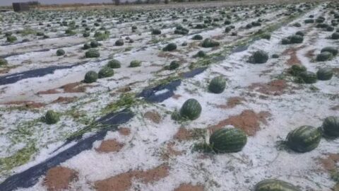 السيول تتلف محاصيل البطيخ بزاكورة دون تسجيل خسائر بشرية