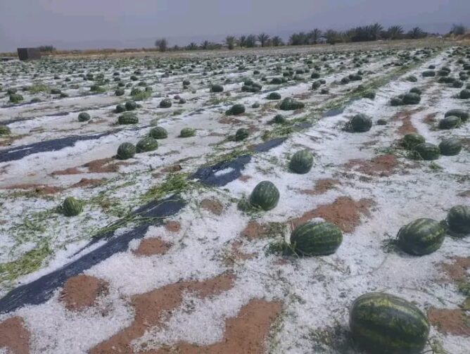السيول تتلف محاصيل البطيخ بزاكورة دون تسجيل خسائر بشرية