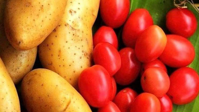 دراسة تُظهِر أن البطاطا متحدرة من الطماطم