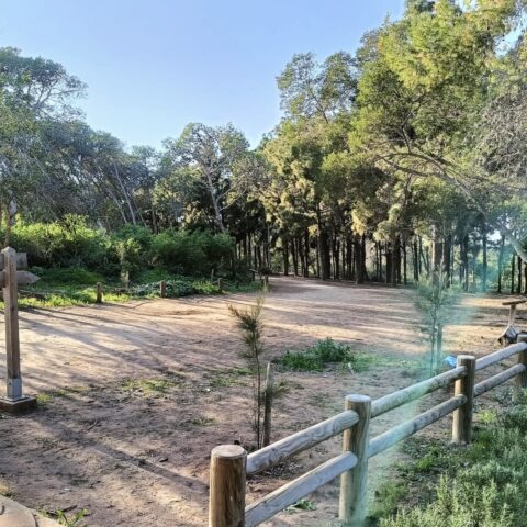 الوكالة الوطنية للمياه والغابات تنفي قطع أشجار بغابة المعمورة