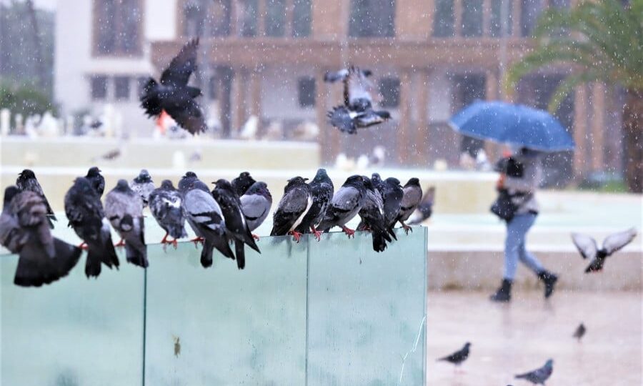 طقس الثلاثاء.. طقس بارد نسبيا مصحوب بصقيع