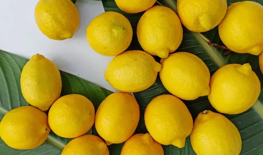 تقرير: المغرب يرفع صادراته من الليمون بعد 4 سنوات من التراجع
