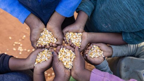 الأمم المتحدة تحذر من مخاطر تفاقم انعدام الأمن الغذائي في 16 دولة