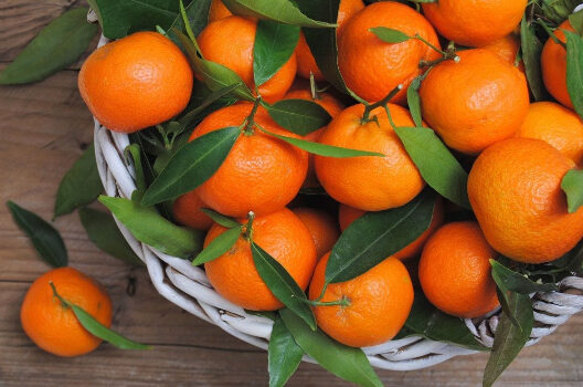 صادرات المغرب من الماندرين إلى روسيا تسجل رقما قياسيا جديدا