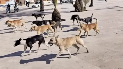 رغم طعن “كازا بيئة”.. القضاء يلزم جماعة البيضاء بتعويض 50 ألف درهم لضحية الكلاب الضالة