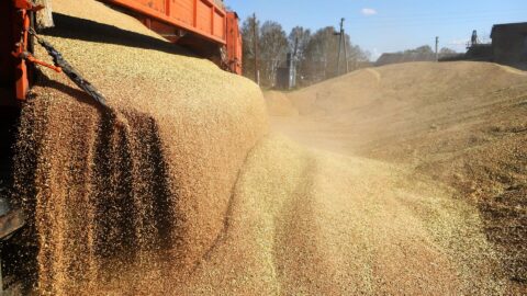 أرقام قياسية تضعه في صدارة المستوردين.. لماذا تراجع إنتاج الحبوب في المغرب؟