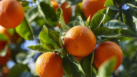 المغرب يعزز موقعه في السوق الألمانية بصادرات قياسية من المندرين