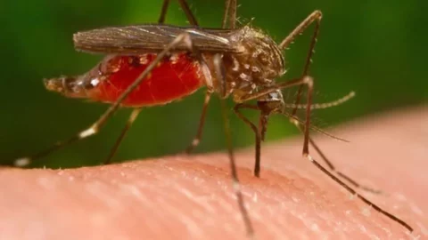 تسجيل أكثر من 15 ألف حالة إصابة بحمى الضنك في بنما