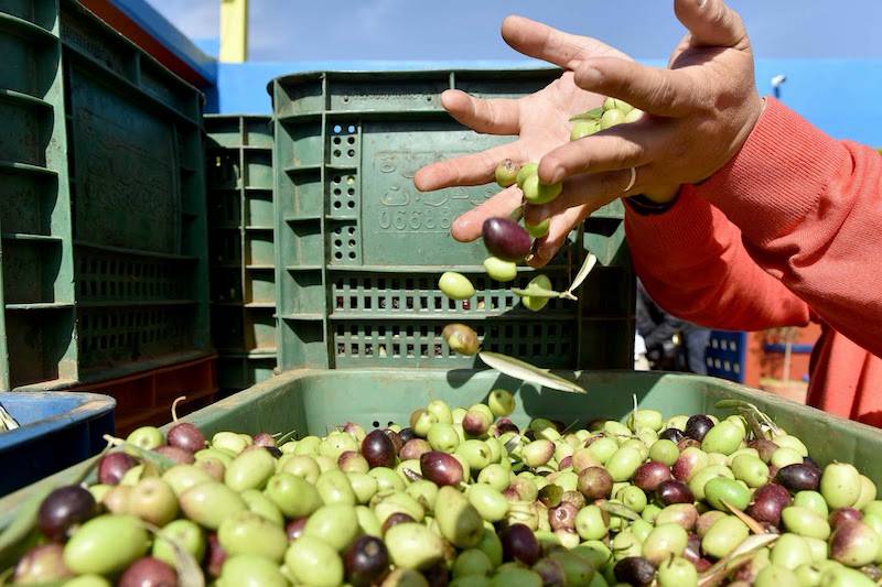 “وفرة بلا حصاد”.. مهني: ضيعات الزيتون تعاني نقصاً حاداً في اليد العاملة