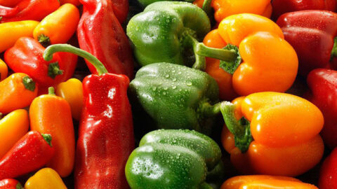 بقيمة 240 مليون دولار.. صادرات المغرب من الفلفل الحلو تسجل رقما قياسيا