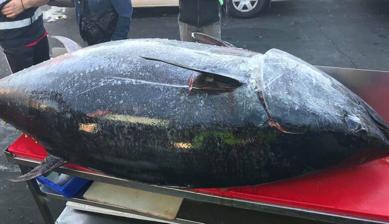 بيع سمكة تونا زرقاء لقاء 3,27 مليون دولار ضمن مزاد في اليابان