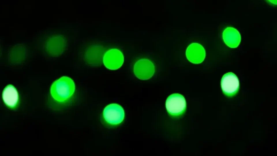 تقنية يابانية لتحويل الخلايا الجذعية إلى مؤشرات لمتابعة الالتهاب المزمن