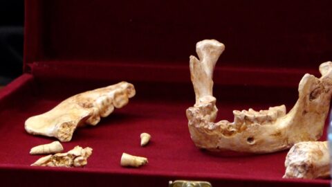 اكتشاف فكوك بشرية تعود لنحو 773 ألف سنة في مغارة نواحي الدار البيضاء