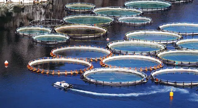 إصلاحات تربية الأحياء المائية تفتح بالمغرب فرص استثمار تفوق مليار دولار