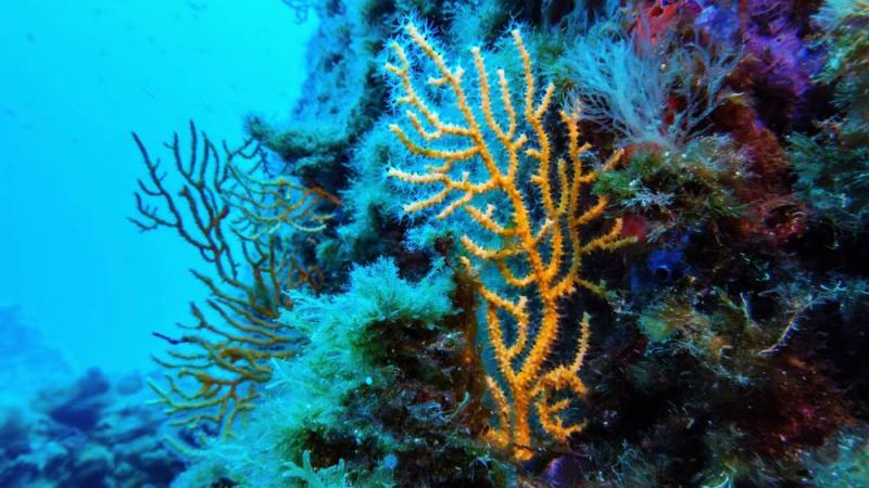 اتفاقية الأمم المتحدة للتنوع البيولوجي البحري تدخل حيز التنفيذ