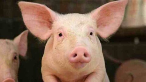 تصدير أول شحنة من أمعاء الخنازير الروسية للمغرب بوزن فاق 22 طن