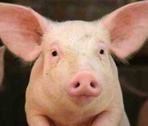 تصدير أول شحنة من أمعاء الخنازير الروسية للمغرب بوزن فاق 22 طن