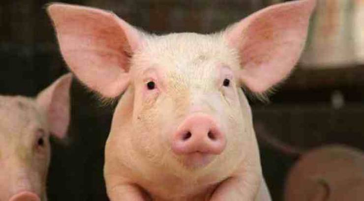 تصدير أول شحنة من أمعاء الخنازير الروسية للمغرب بوزن فاق 22 طن