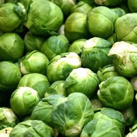 بقيمة 14 مليون دولار.. صادرات المغرب من الكرنب تسجل مستوى قياسيا خلال 2025