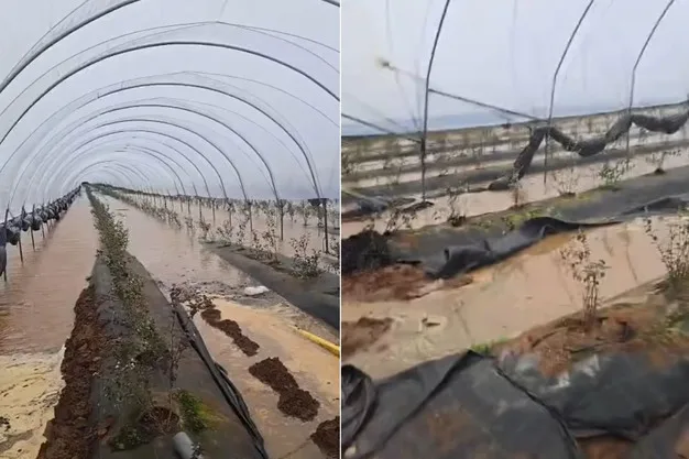 الفيضانات تنهي موسم عدد من منتجي الفواكه الحمراء في المغرب بشكل مبكر