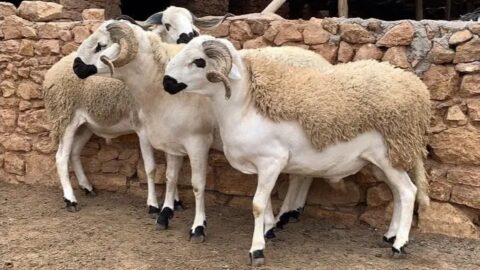 مربو الماشية بالمغرب يحذرون من آثار “تهريب” سلالة “الصردي” نحو الجزائر