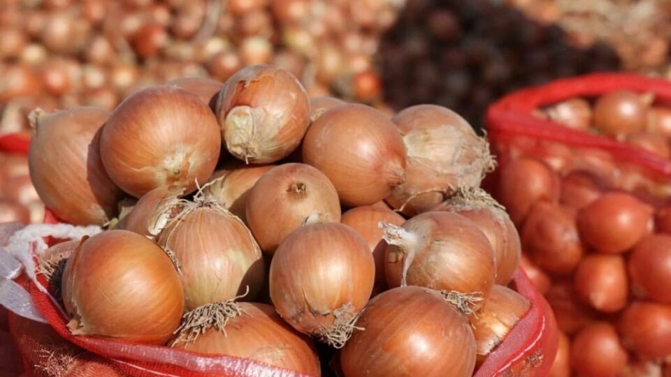 المغرب يستورد كميات قياسية من البصل الهولندي في ظل ضعف الإنتاج