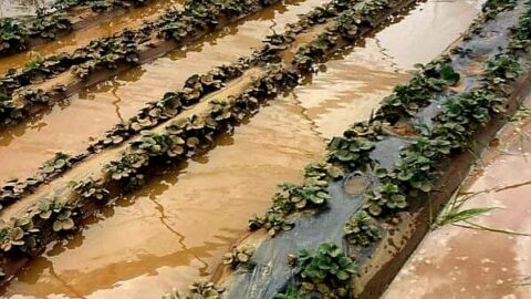 بعد عواصف غير مسبوقة.. الغرفة الفلاحية بسوس تطالب الحكومة بالتدخل لإنقاذ فلاحي اشتوكة